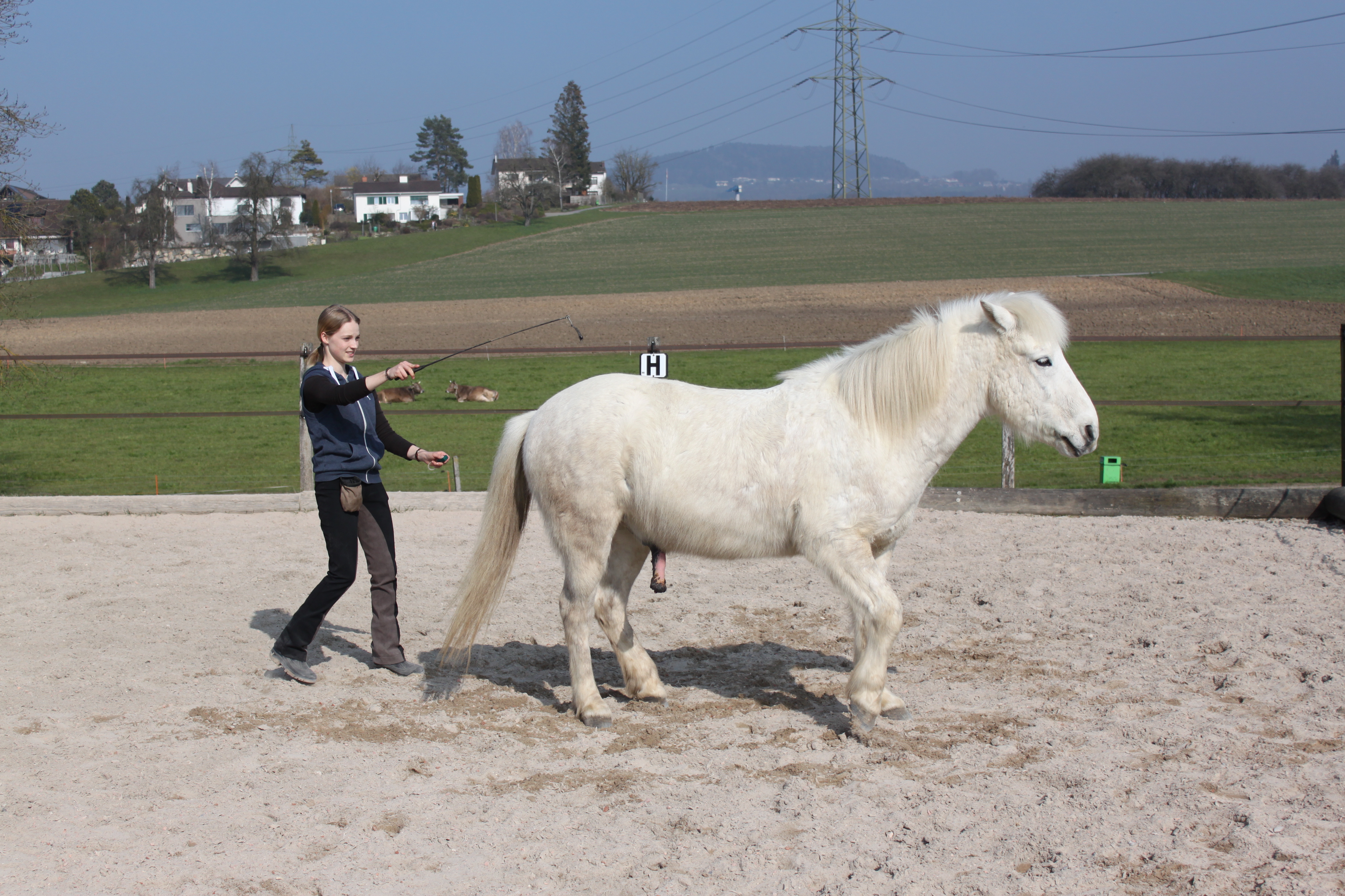 Apall & Röck ( Clickerbuch) 110