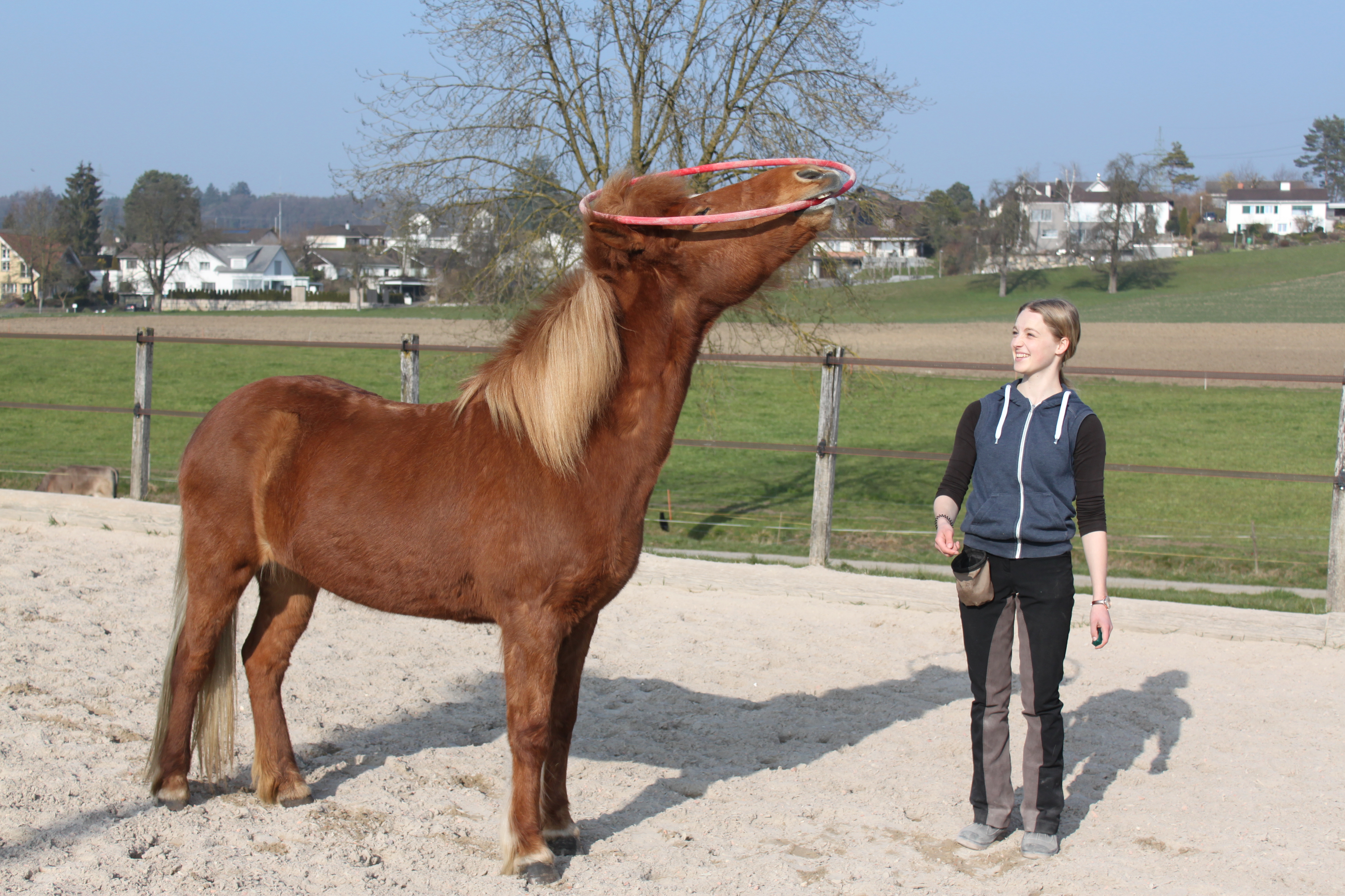 Apall & Röck ( Clickerbuch) 221